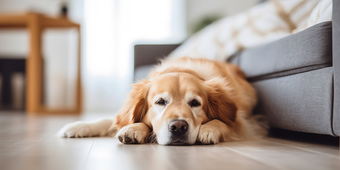 Aging Canine Companions: Understanding and Supporting Their Muscles, Joints, and Mobility