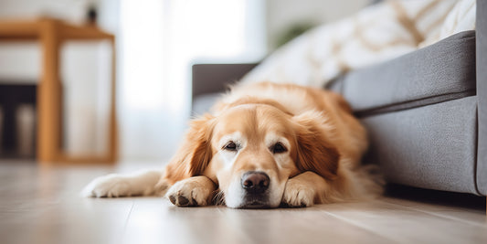 Aging Canine Companions: Understanding and Supporting Their Muscles, Joints, and Mobility