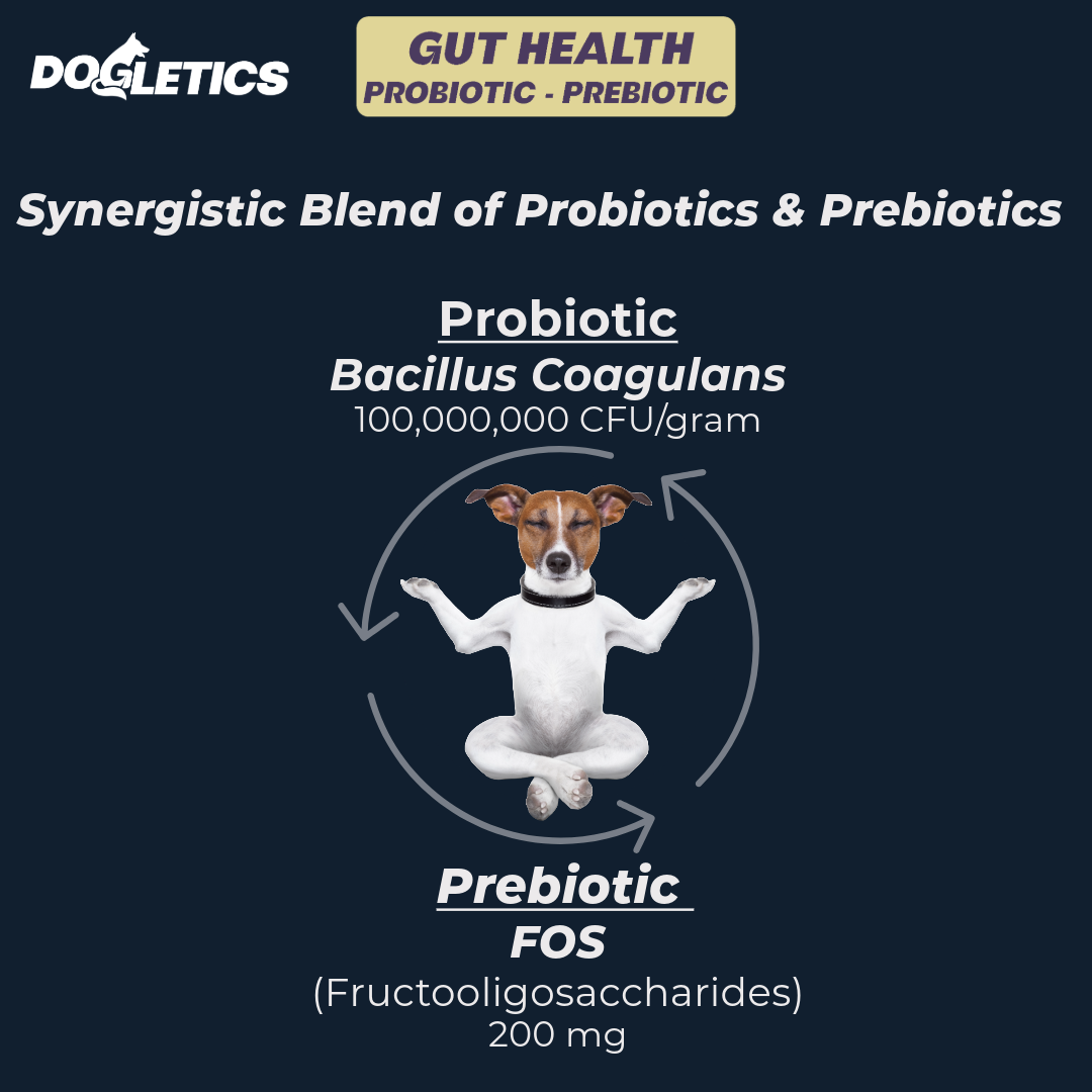 Gut Health Probiotic Prebiotic Supplement